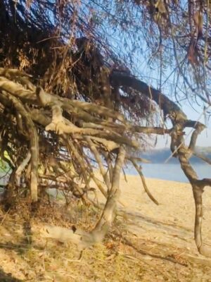 Strandstimmung im Sommer an der Donau mit grossem Weidenbaum, dessen Wurzelwerk freigelegt ist
